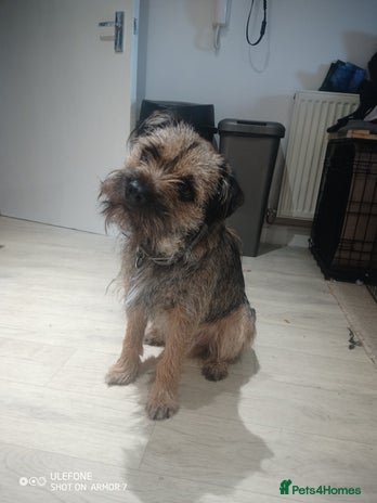 Border Terrier dogs in Bewdley - Advert 1