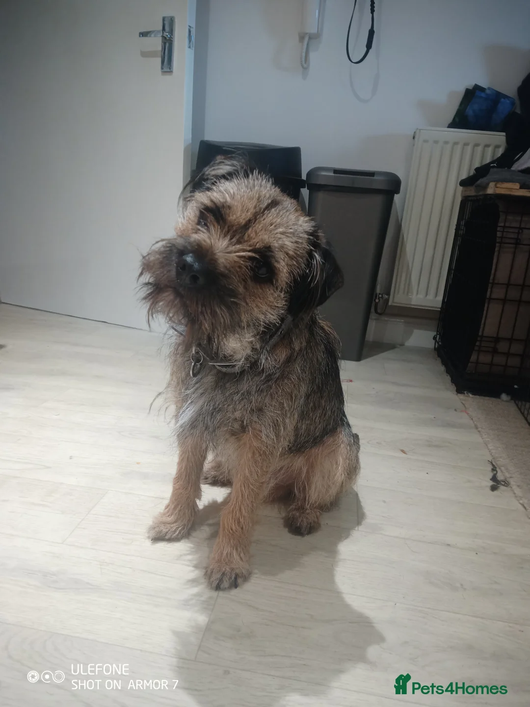 Border Terrier dogs for stud: Border Terrier for stud £150 in Bewdley - Advert 1