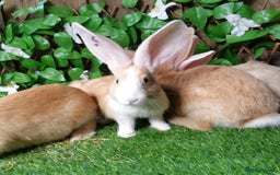 Continental Giant rabbits for sale: PURE Continental Giants Vaccinated 3 in 1 Reserve  - Image 9