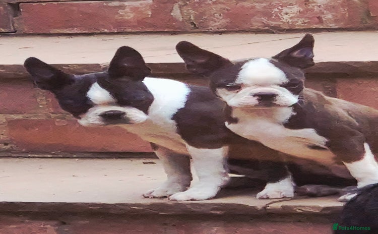 Boston Terrier dogs - Advert 2