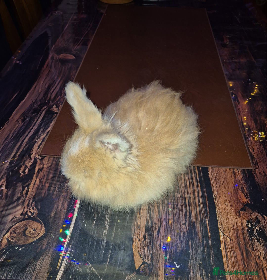 Angora rabbits for sale: Gorgeous Angora Rabbits, Pure Bred Full Faced. - Advert 15