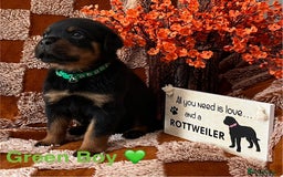 Rottweiler dogs for sale: The best of the best Rottweilers  - Image 5