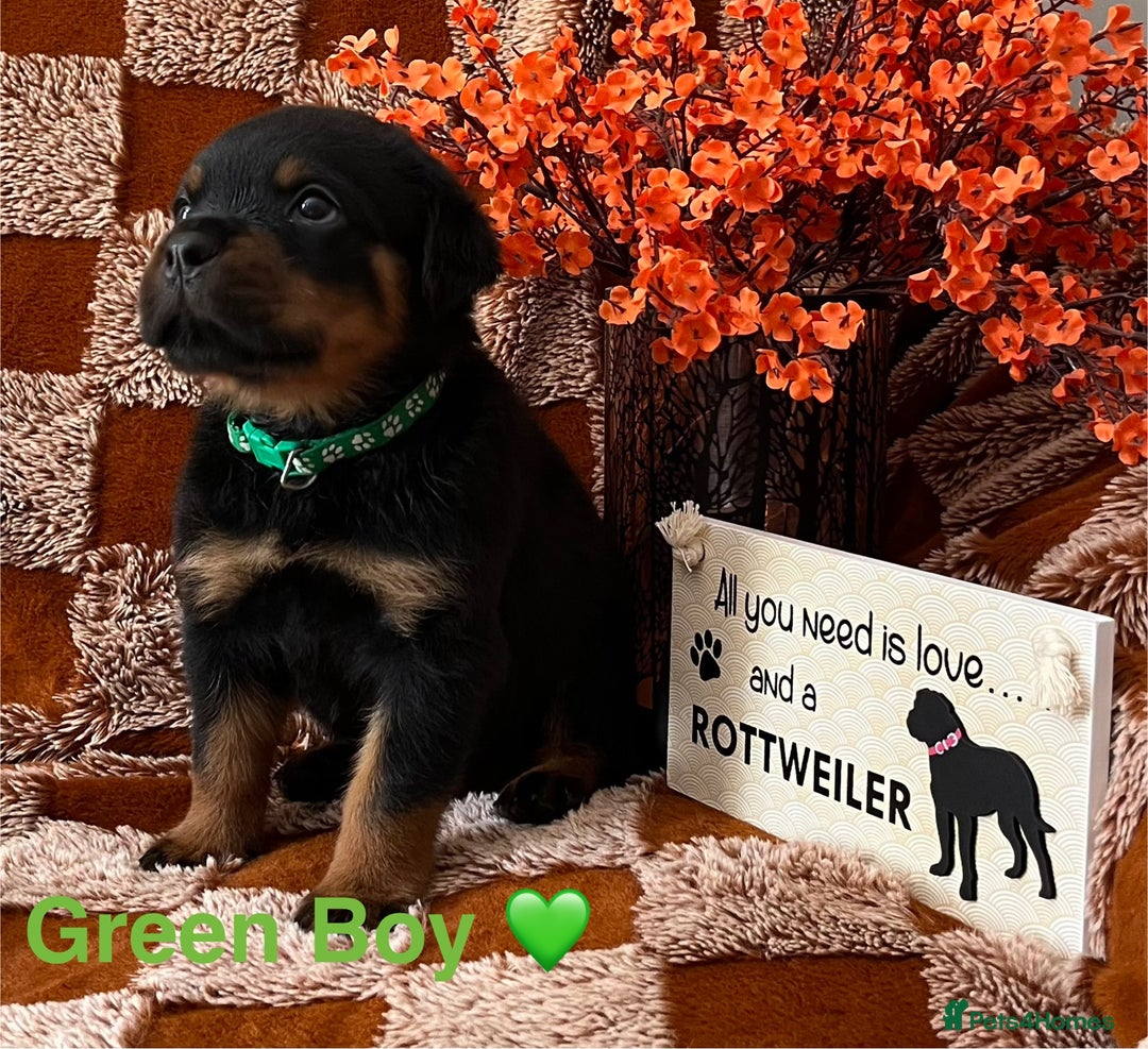 Rottweiler dogs for sale: The best of the best Rottweilers  - Image 5