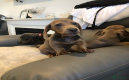 Miniature Dachshund dogs for sale: Miniature dachshunds for sale - Image 3