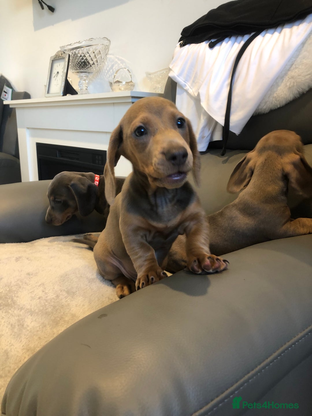 Miniature Dachshund dogs for sale: Miniature dachshunds for sale - Image 3