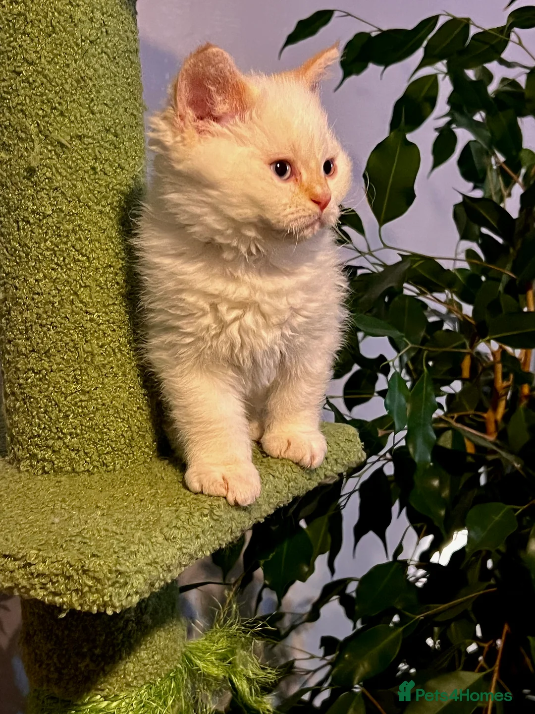 Selkirk Rex cats for sale: Stunning Selkirk rex kittens - Advert 6