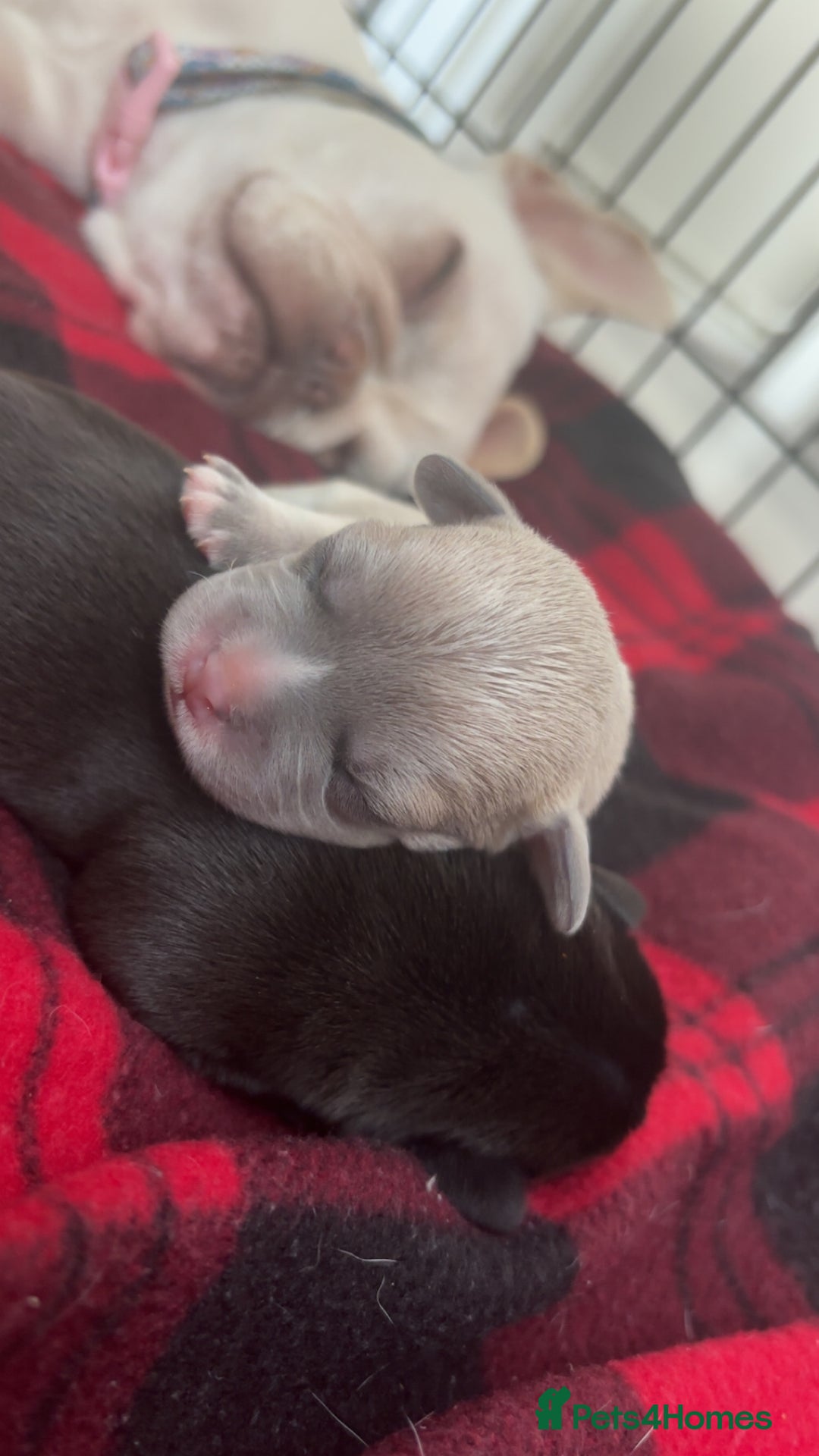 Mixed Breed dogs for sale: French bulldog mixed chihuahua  - Image 9