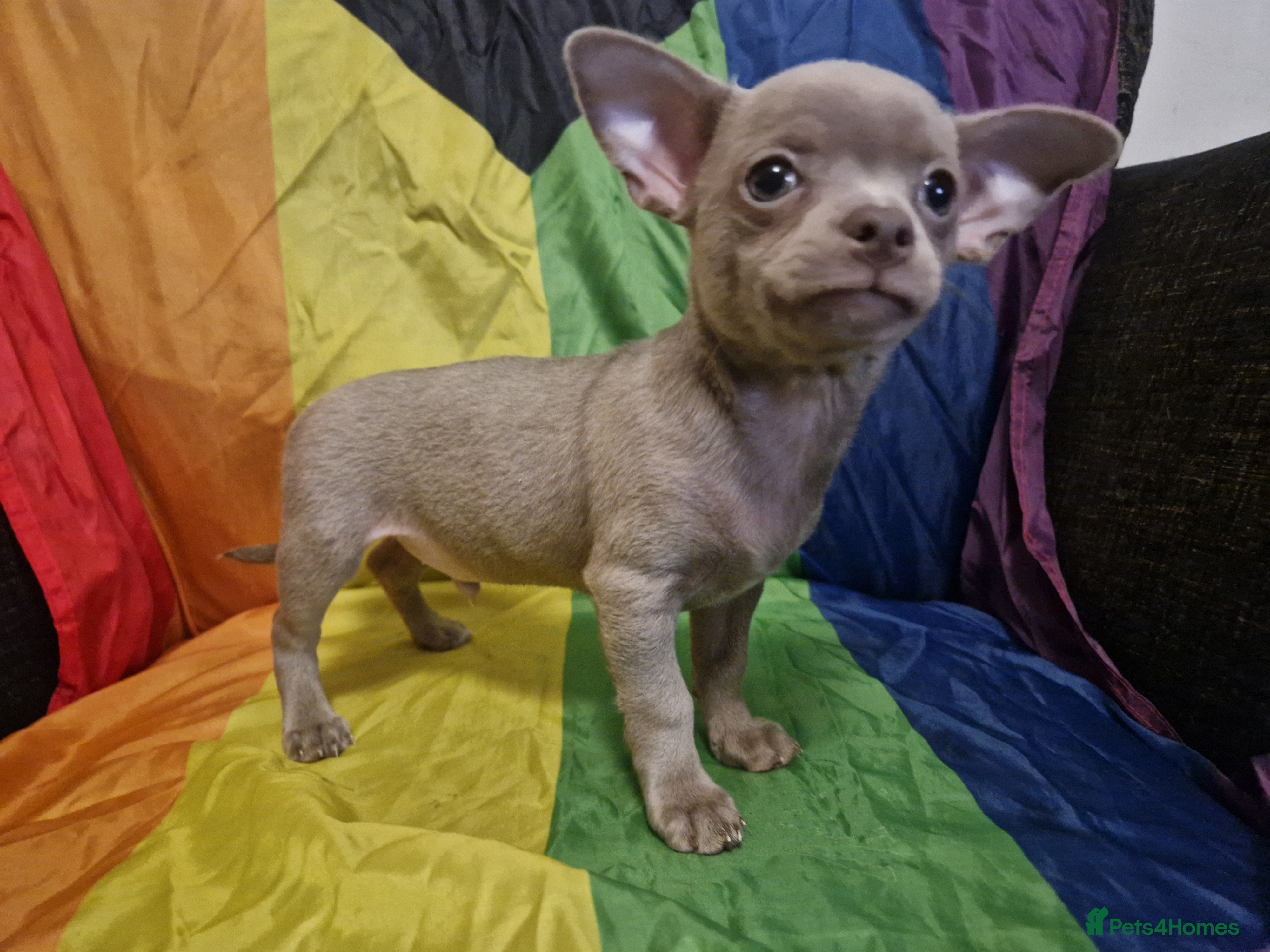 Chihuahua dogs Ready now 3 left male chihuahuas - Advert 3