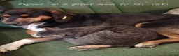 Mixed Breed dogs for adoption: Roma, 3-4 yrs. Available for adoption. - Advert 8