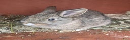 Mixed Breed rabbits for sale: 3 male baby rabbits 12 weeks old - Advert 5