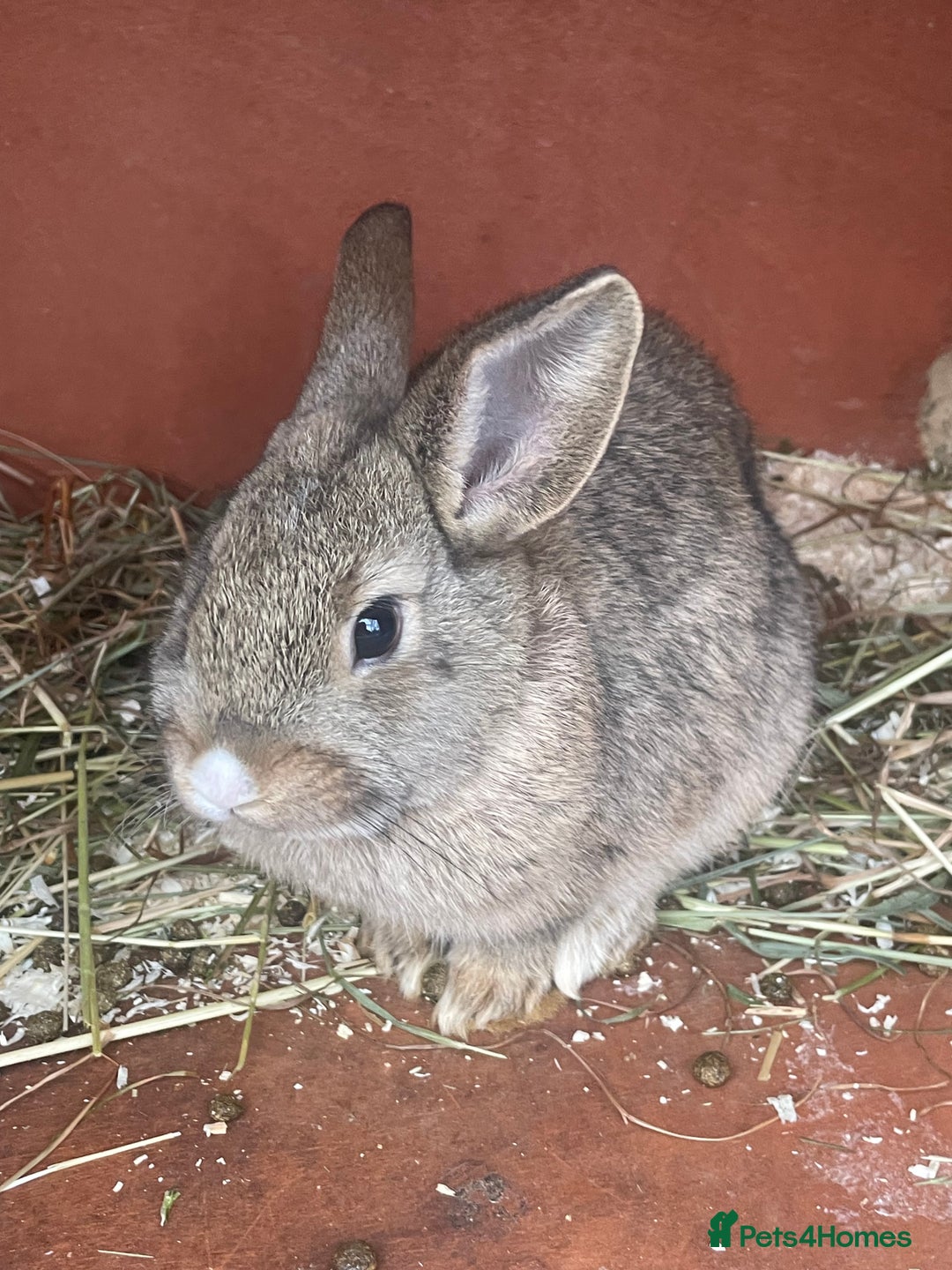 Mixed Breed rabbits for sale: 3 male baby rabbits 12 weeks old - Advert 5