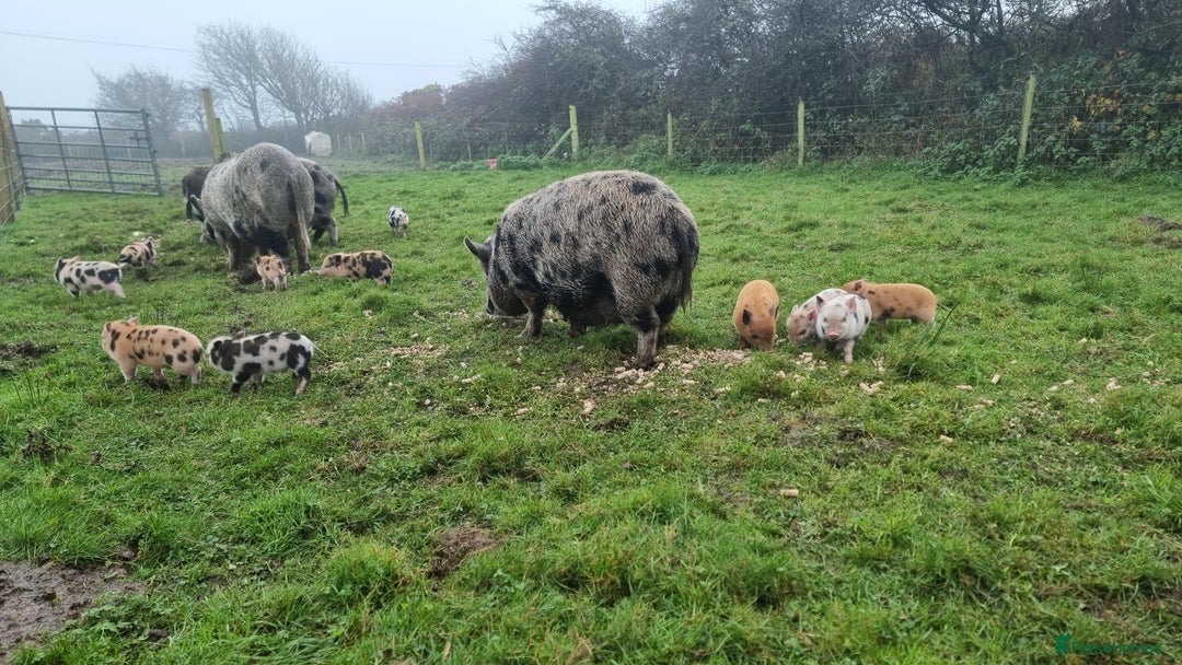 Pig livestock for sale: Minature Pigs (7/8 Juliana) - Advert 18