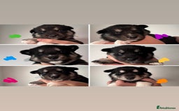 Siberian Husky dogs for sale: Beautiful Chunky Siberian Husky Puppies  - Image 6