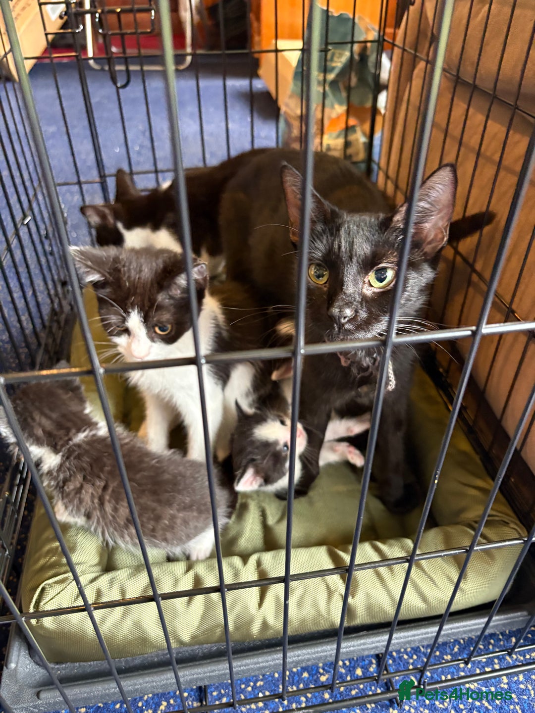 Mixed Breed cats for sale: 5 beautiful kittens - Image 7