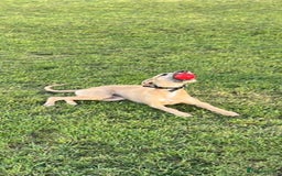 Mixed Breed dogs for sale: 6 month old male bred from working stock. - Image 1