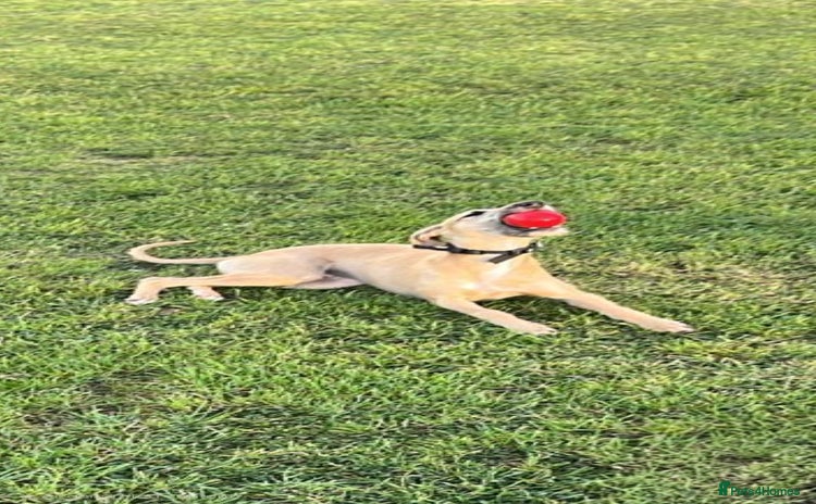 Mixed Breed dogs - Advert 1
