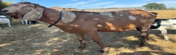 Goats livestock for sale: Anglo Nubian x Boer brother and sister kid goats  - Advert 5