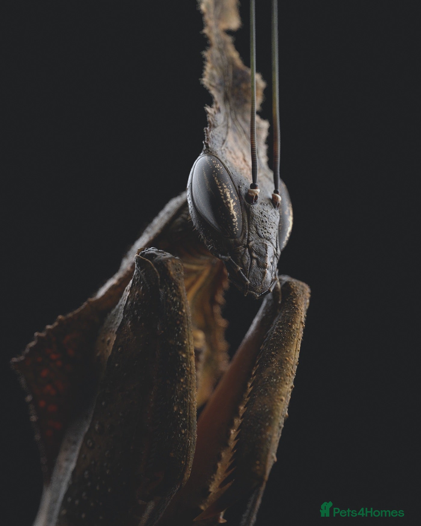 Praying Mantis invertebrates Ghost Mantis - Phyllocrania paradoxa - Advert 4