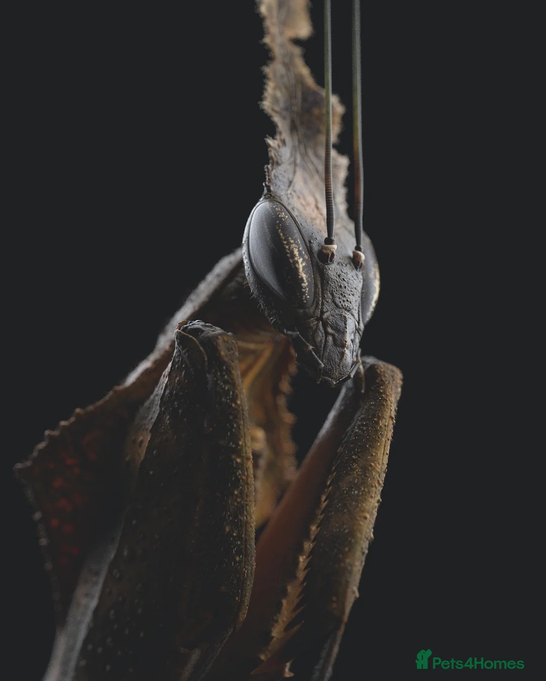 Praying Mantis invertebrates for sale: Ghost Mantis - Phyllocrania paradoxa - Advert 1