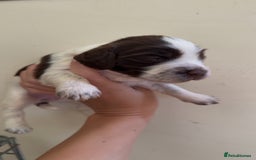 Sprocker dogs for sale: unbelievably marked sprockers 😍 - Image 13