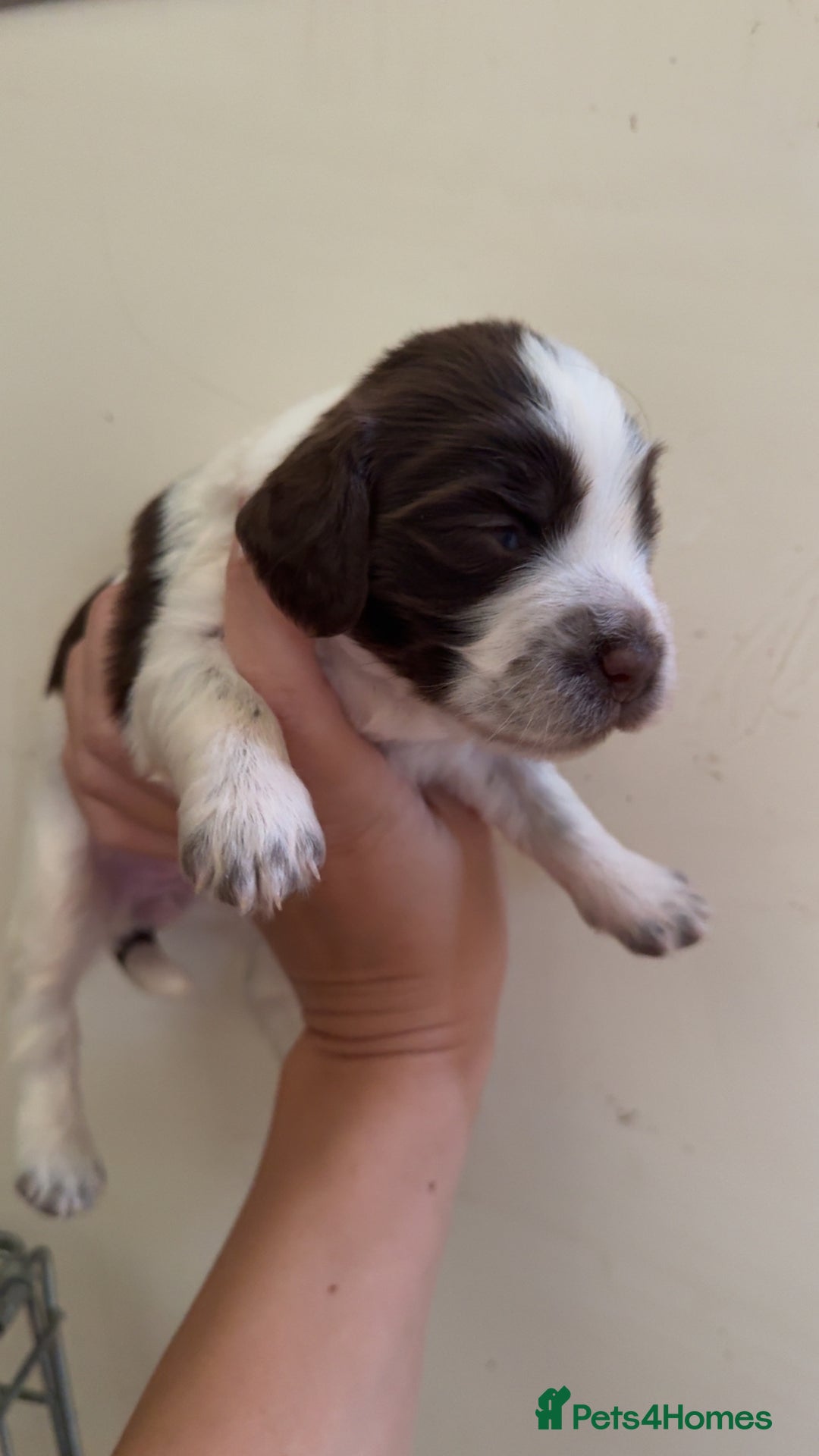 Sprocker dogs for sale: unbelievably marked sprockers 😍 - Image 13
