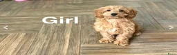 Cockapoo dogs for sale: Beautiful f1 cockapoo puppies  - Advert 4