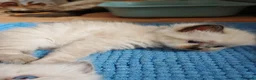 Ragdoll cats for sale: ​Beautiful Ragdoll Kittens  Boys & Girls Available - Advert 10