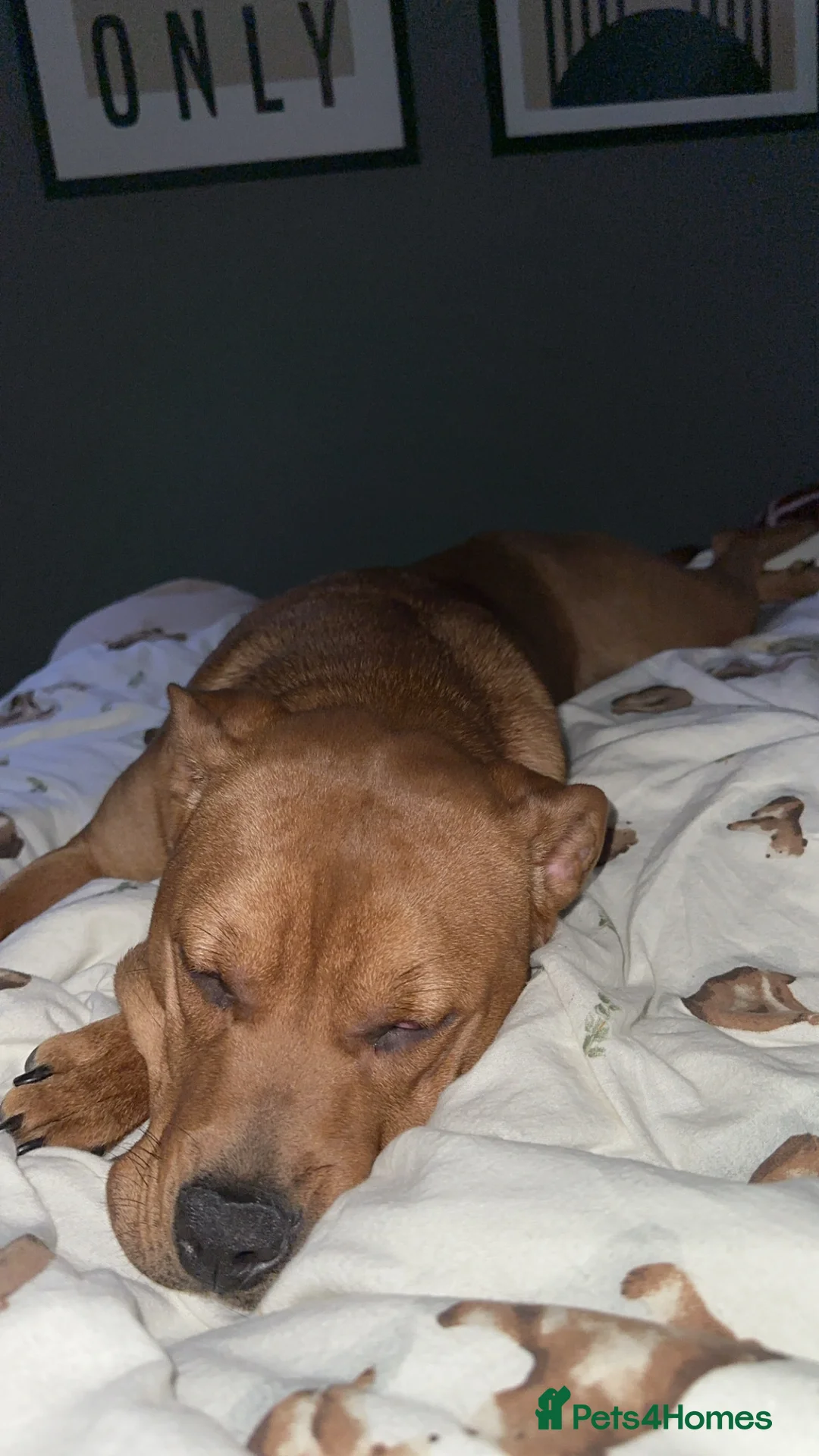 Mixed Breed dogs for sale: Cookie - Advert 4