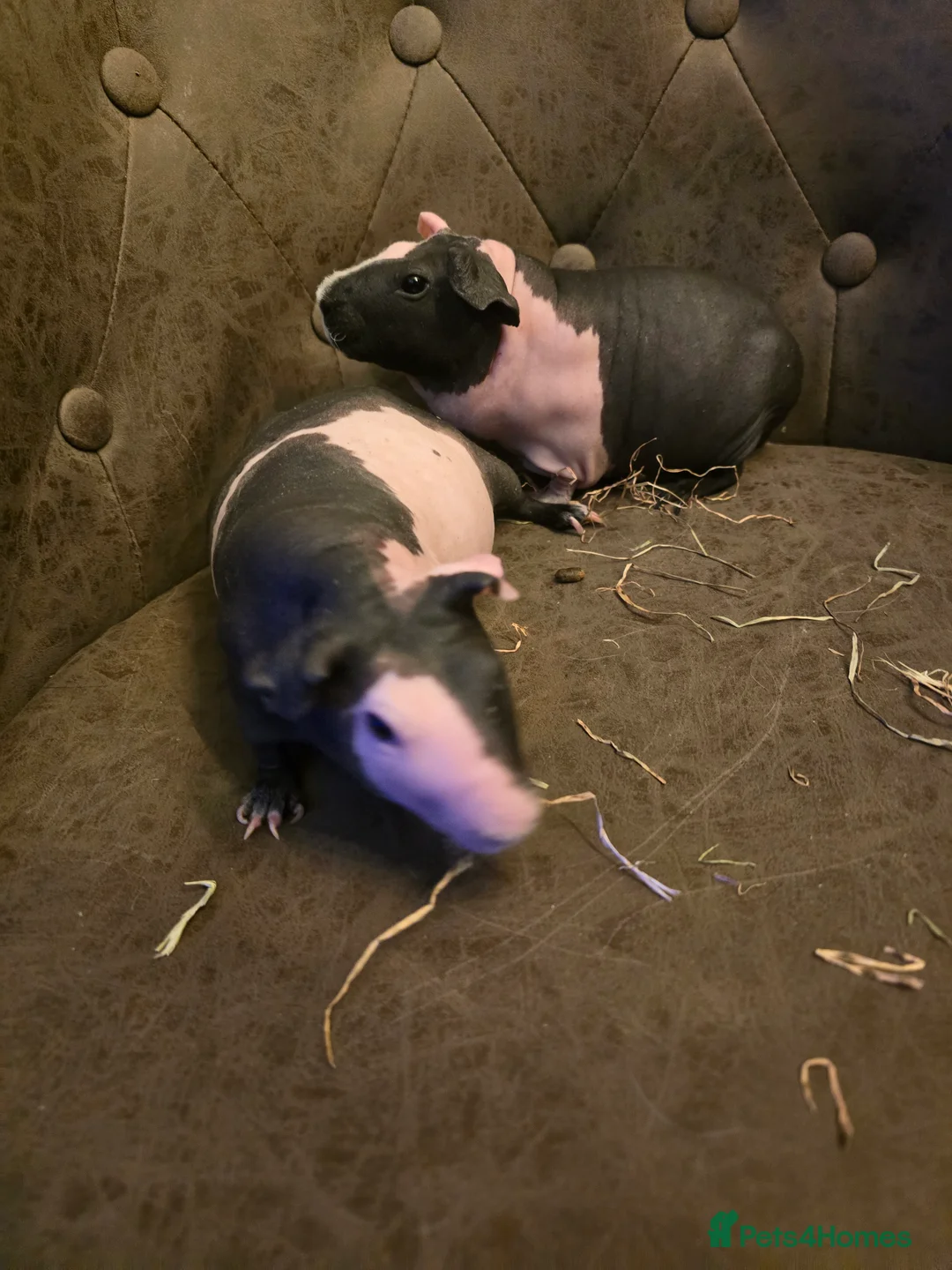 Guinea Pig rodents for sale: 2 skinny pig females 14 months old beautiful - Advert 7