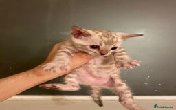Bengal cats for sale: 🔥✨ Pedigree TICA-Registered Bengal Kittens - Image 18