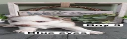 Siberian Husky dogs for sale: Siberian husky puppys - Advert 7