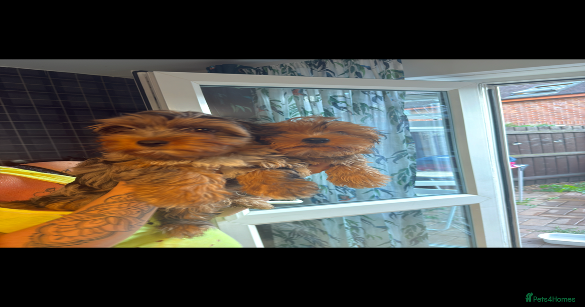 2 female yorkies ready for a new home for sale in Worcester | Pets4Homes