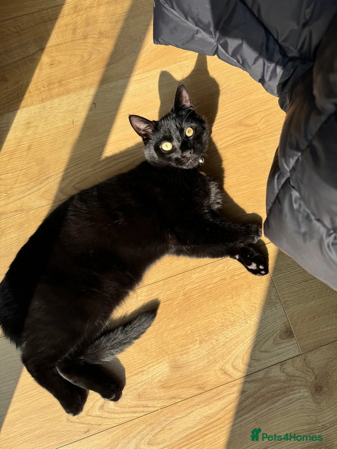 British Shorthair cats for sale: 1 year old black cat  in Gosport - Advert 2