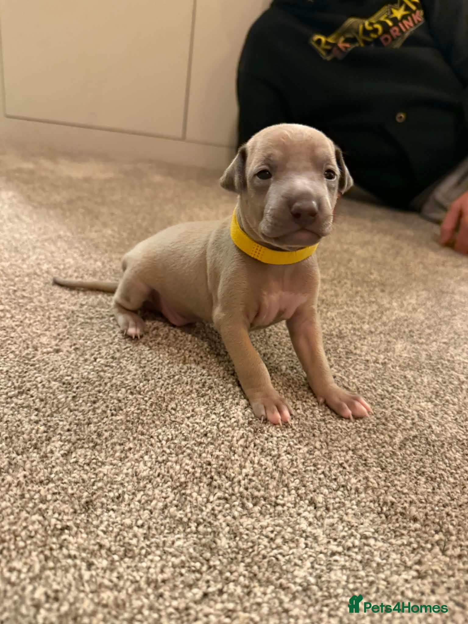 Italian Greyhound dogs Italian Greyhound Puppies for sale - Advert 8