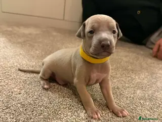 Italian Greyhound dogs Italian Greyhound Puppies for sale - Advert 8