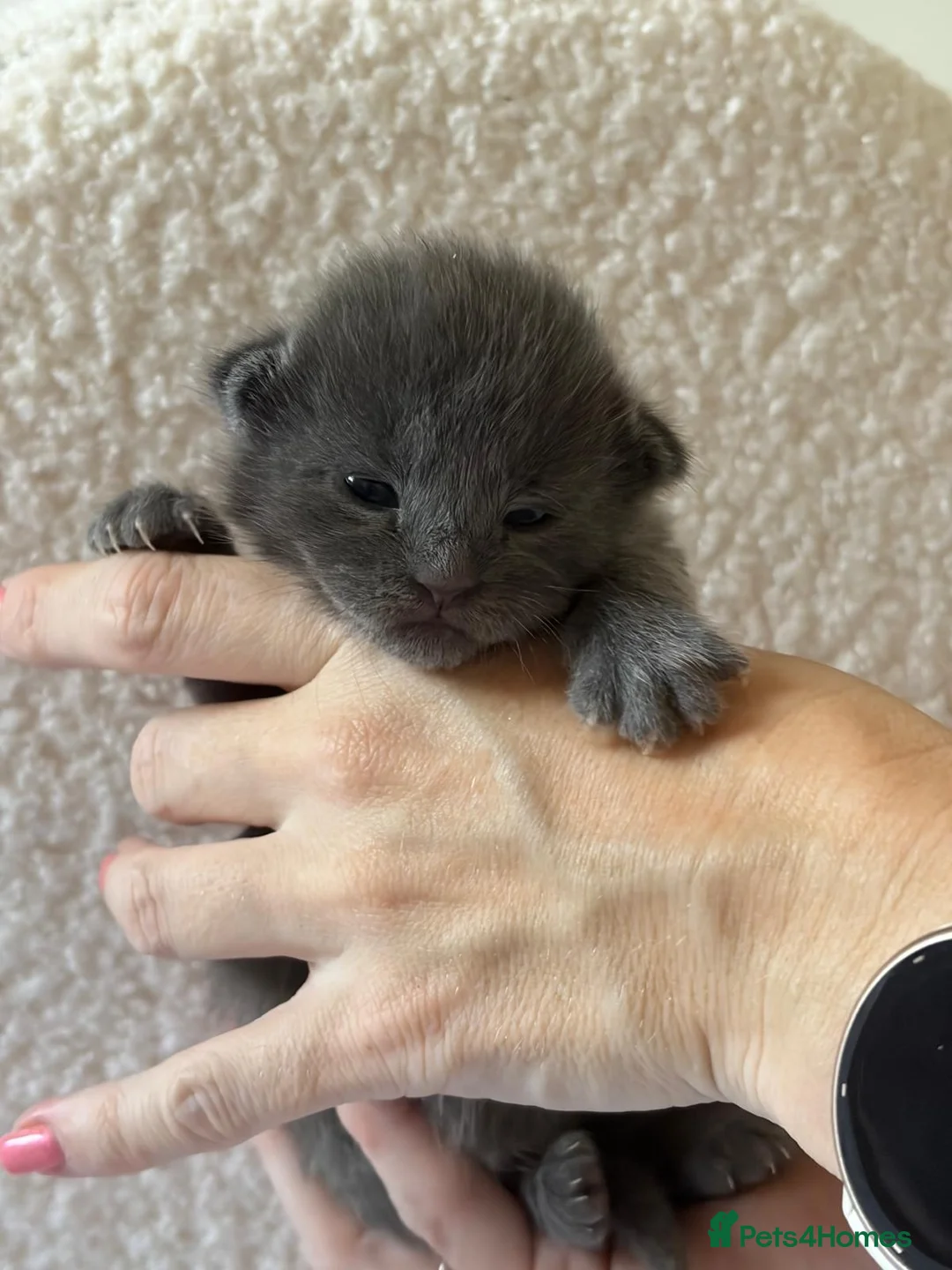 Maine Coon cats for sale: Beautiful Maine Coon kittens purebred  - Advert 19