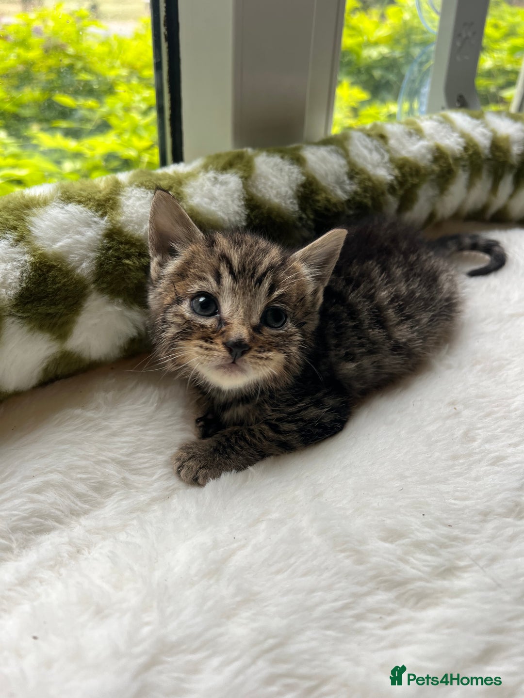 Mixed Breed cats for sale: 3 playful kittens  - Image 17