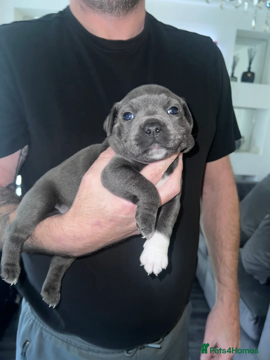 Staffordshire Bull Terrier dogs for sale: LAST BOY LEFT KC REGISTERED 5 STAR BLUE   - Advert 32