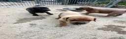 Mixed Breed dogs for sale: Stunning Boerboel x Ridgeback puppies  - Advert 6