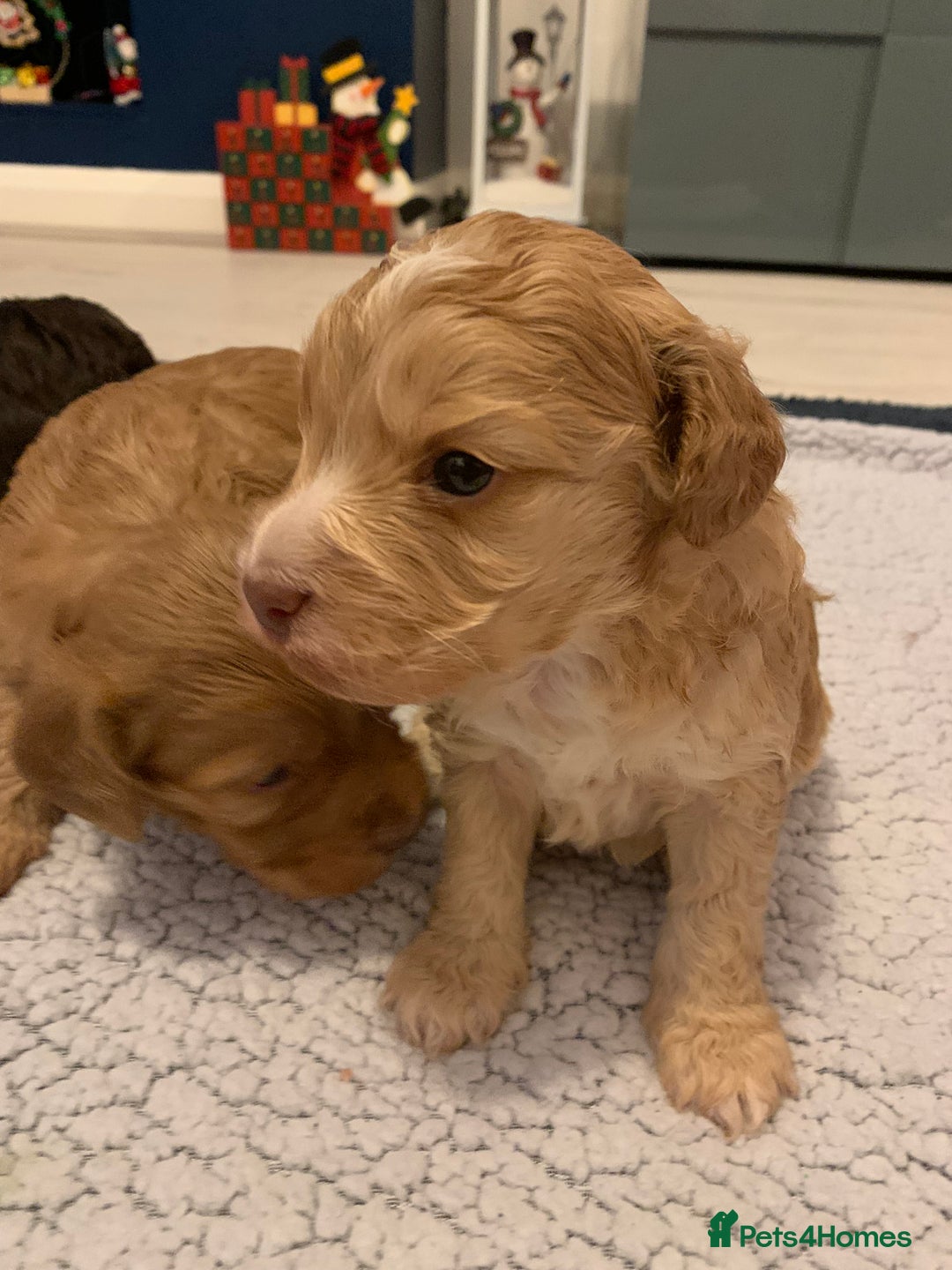 Cockapoo dogs for sale: F1 show type Cockapoo. Health tested parents - Advert 6