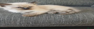 Ragdoll 5