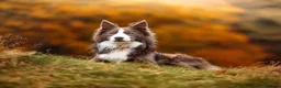 Border Collie dogs for stud: Exceptional Lilac & White DNA clear Border Collie in Saint Asaph - Advert 12