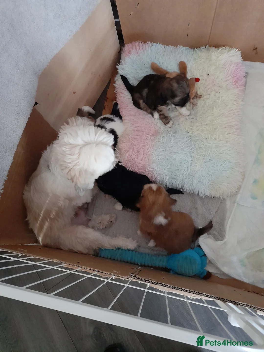 Lhasa Apso dogs for sale: Lhasa Apso Puppies for sale - Advert 2