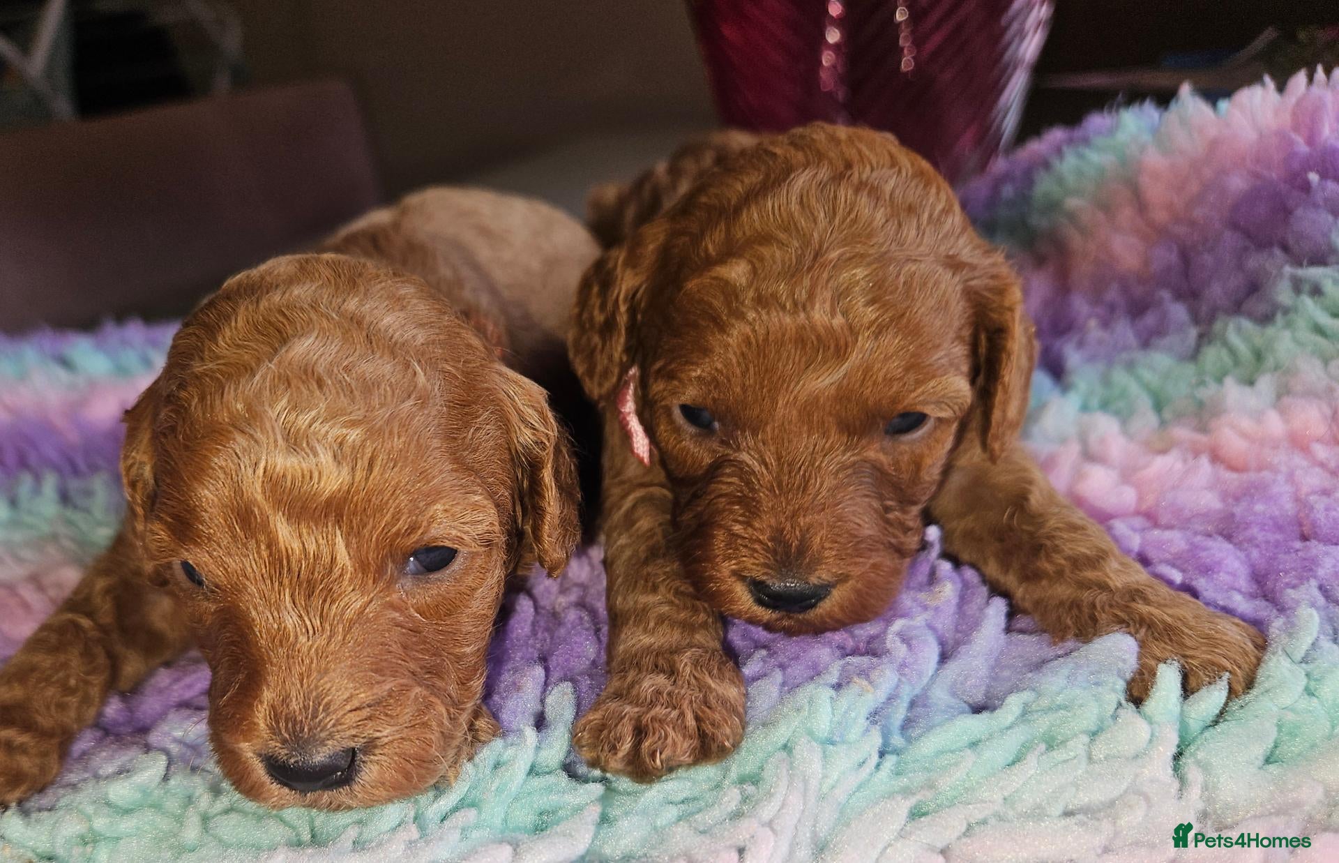 Cavapoo dogs Licensed breeder 2 girls, toy red cavapoo pups  - Advert 1