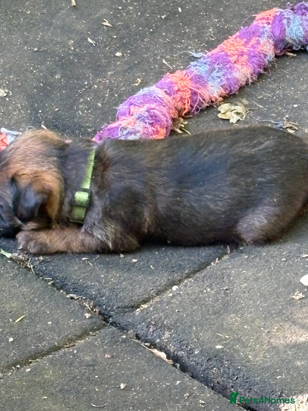 Border Terrier dogs for sale: Border Terrier Puppies - Image 10