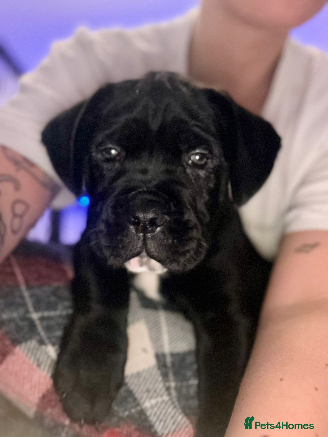 Cane Corso dogs for sale: Cane corso pups - Image 5