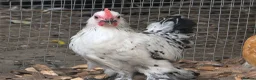 Chickens poultry for sale: Chicks looking for new homes  - Advert 6