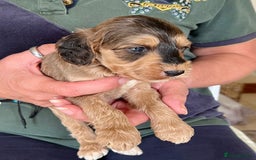 Cockapoo dogs for sale: Cockapoo puppies  - Image 15