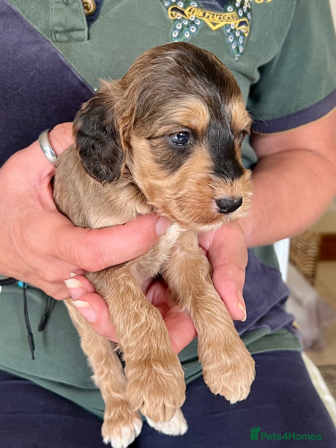 Cockapoo dogs for sale: Cockapoo puppies  - Image 15