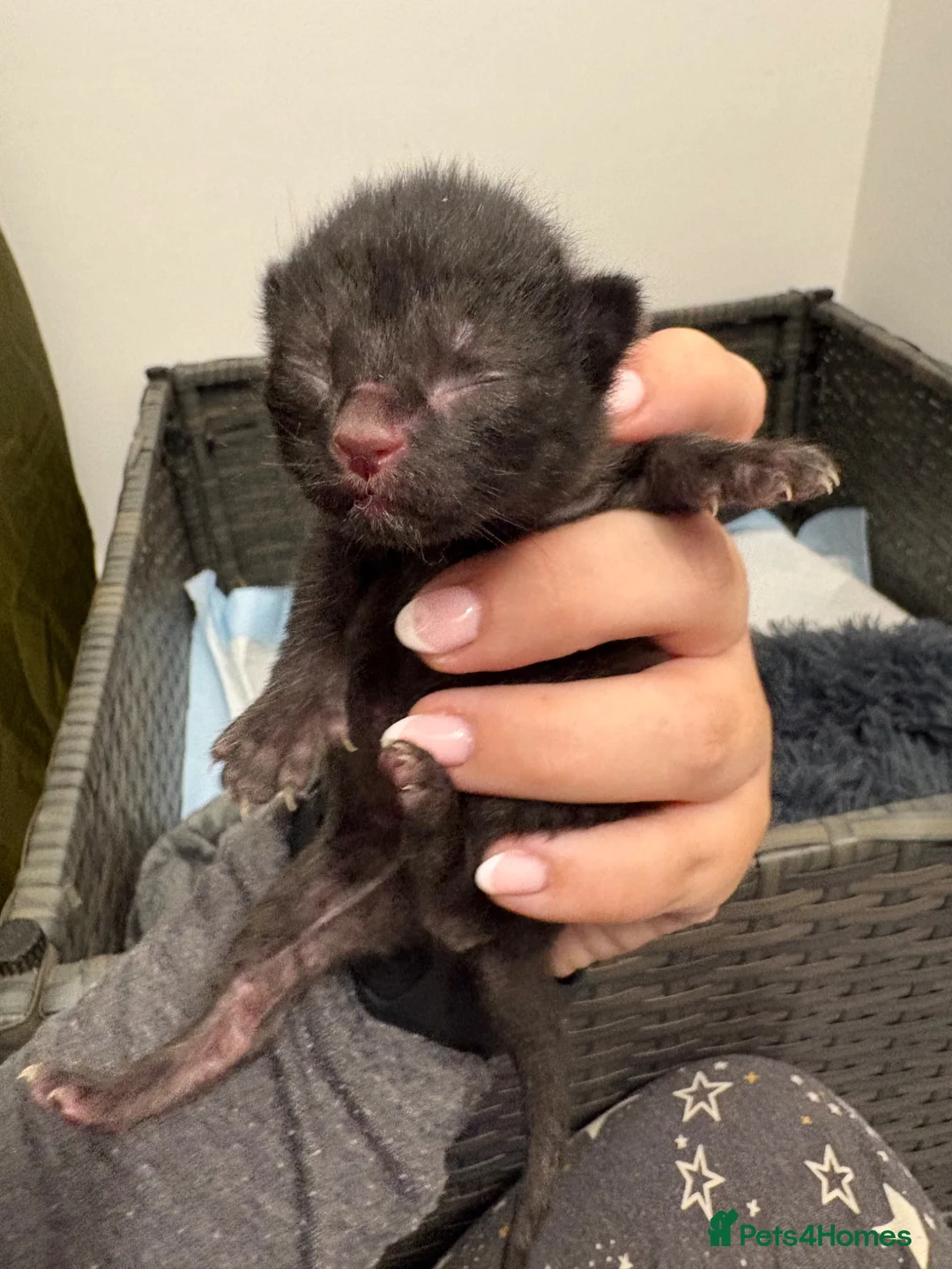 Mixed Breed cats for sale: 4 gorgeous kittens x2 tabby x 2 black  - Advert 2